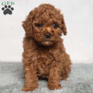 Isaac, Cavapoo Puppy